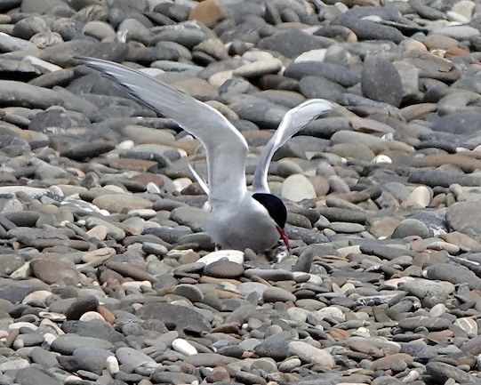 Arctic tern